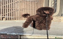 Cavapoo dogs for sale: 🐩 Stunning Chocolate KC Poodle – Lorde– 🐩 - Image 1