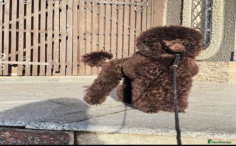 Cavapoo dogs - Advert 12