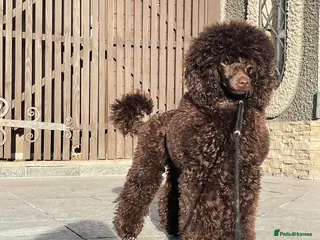 Cavapoo dogs 🐩 Stunning Chocolate mini KC Poodle – Lorde– 🐩 - Advert 12