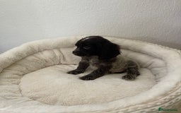 Cocker Spaniel dogs for sale: KC Show Chocolate Roan Boy! - ready 5th October!! - Image 29