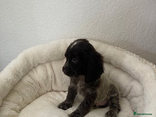 Cocker Spaniel dogs - Advert 1