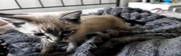 Mixed Breed cats for sale: 10 week old kitten in Banwell - Advert 6