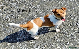 Jack Russell dogs for sale: ** Stunning Pure Miniature Jack Russell Pups ** - Image 19