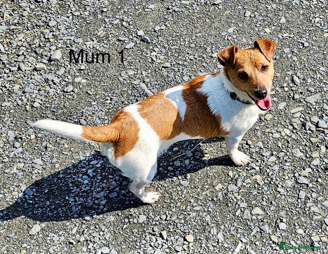 Jack Russell dogs for sale: ** Stunning Pure Miniature Jack Russell Pups ** - Image 19