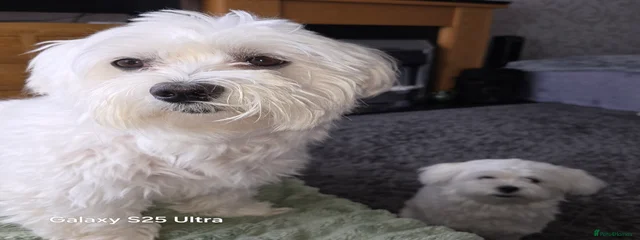 Archie