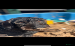 Dachshund dogs for sale: Wire haired Dachshund Bingley £250 - Advert 5