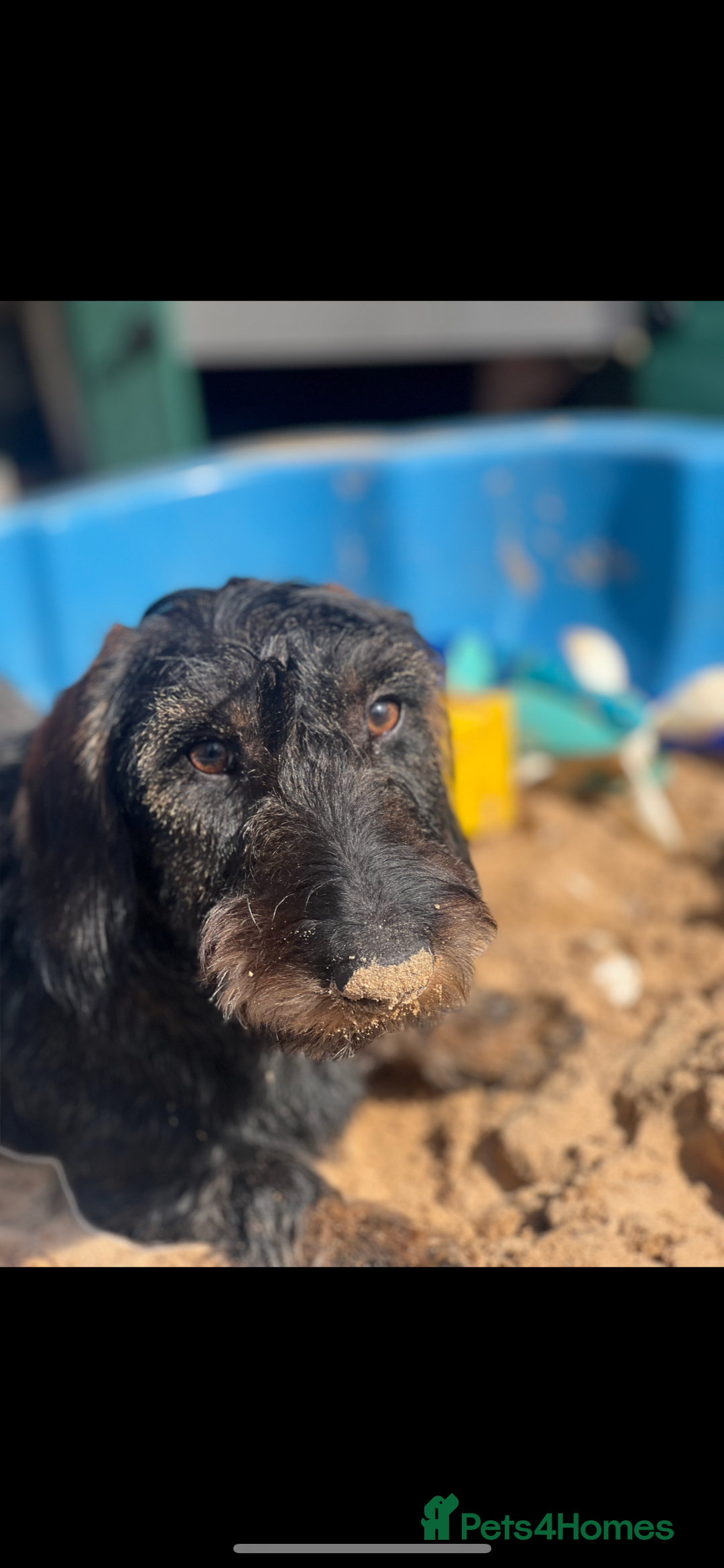 Dachshund dogs for sale: Wire haired Dachshund Bingley £250 - Advert 5