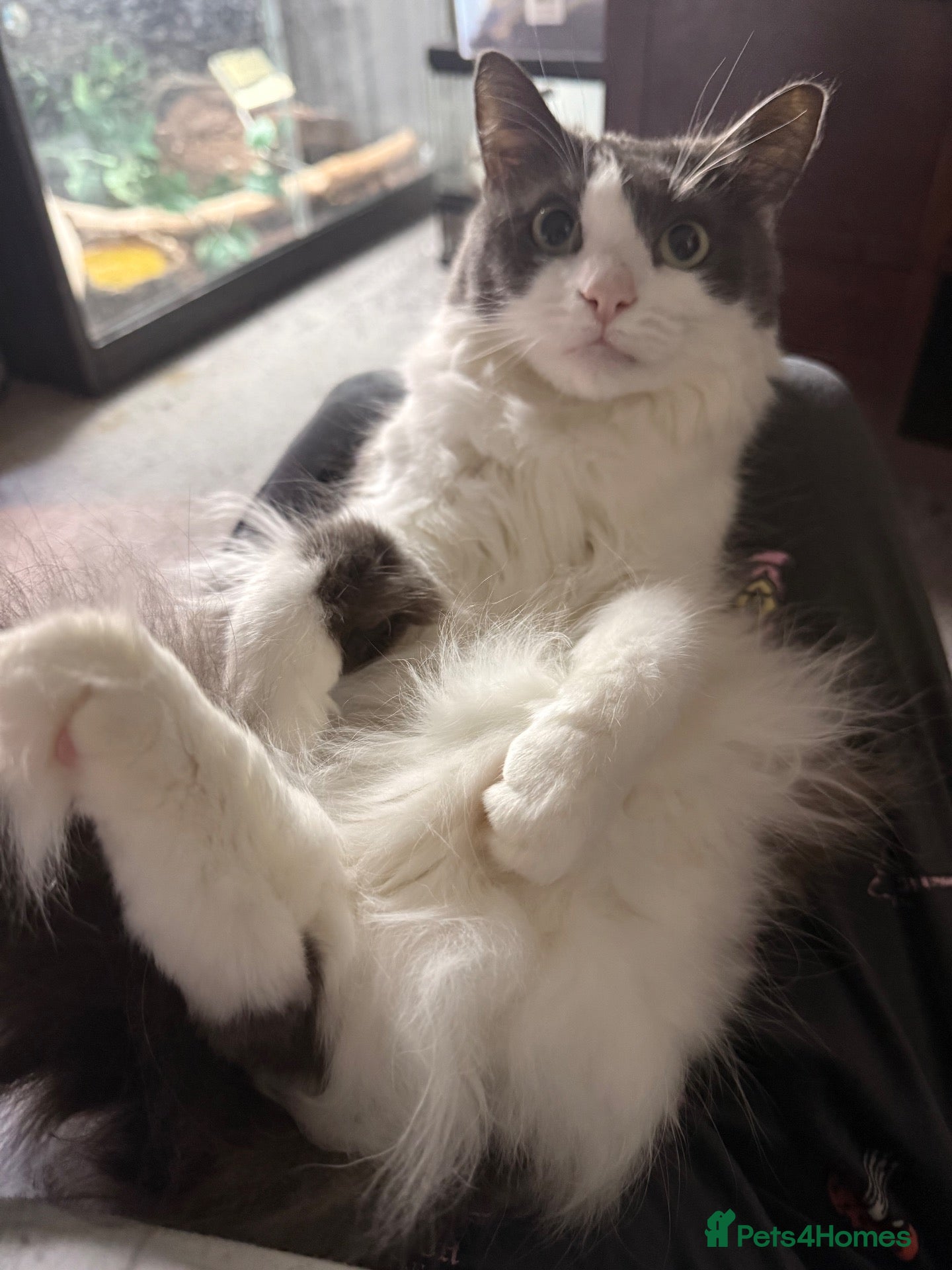 Mixed Breed cats Rehoming our beautiful, loving Ragdoll mix girl. - Advert 12