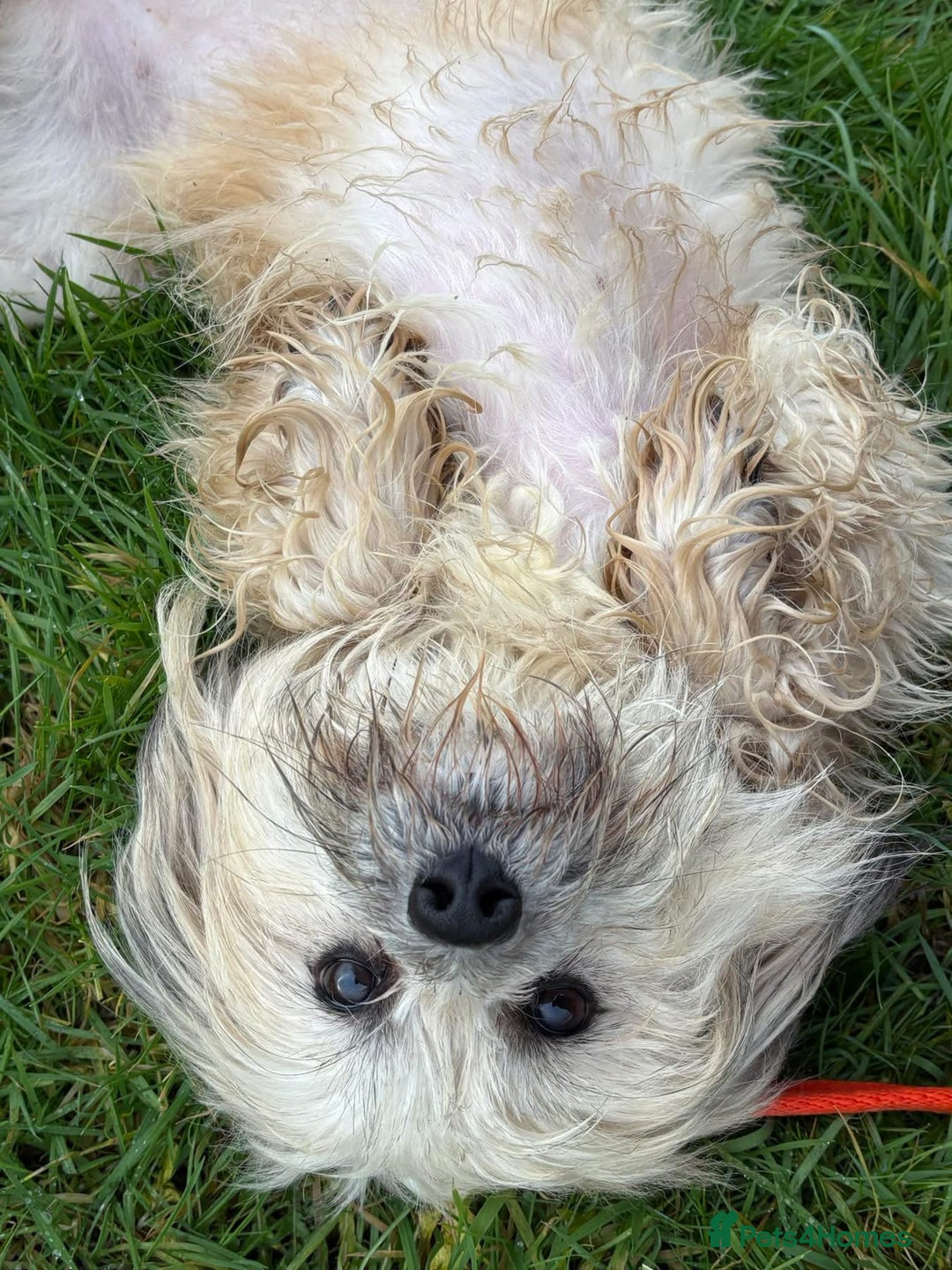 Mixed Breed dogs for adoption: Alison - Norwich Norfolk  - Advert 2