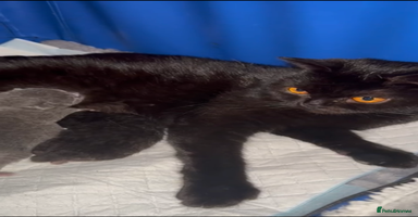 British Shorthair cats - Advert 9