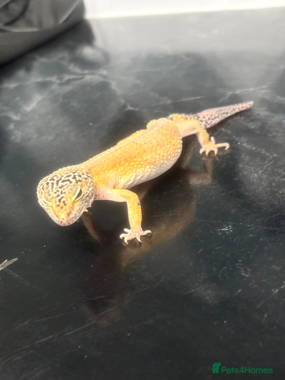 Leopard Gecko reptiles for sale: Female Leopard gecko  - Advert 2