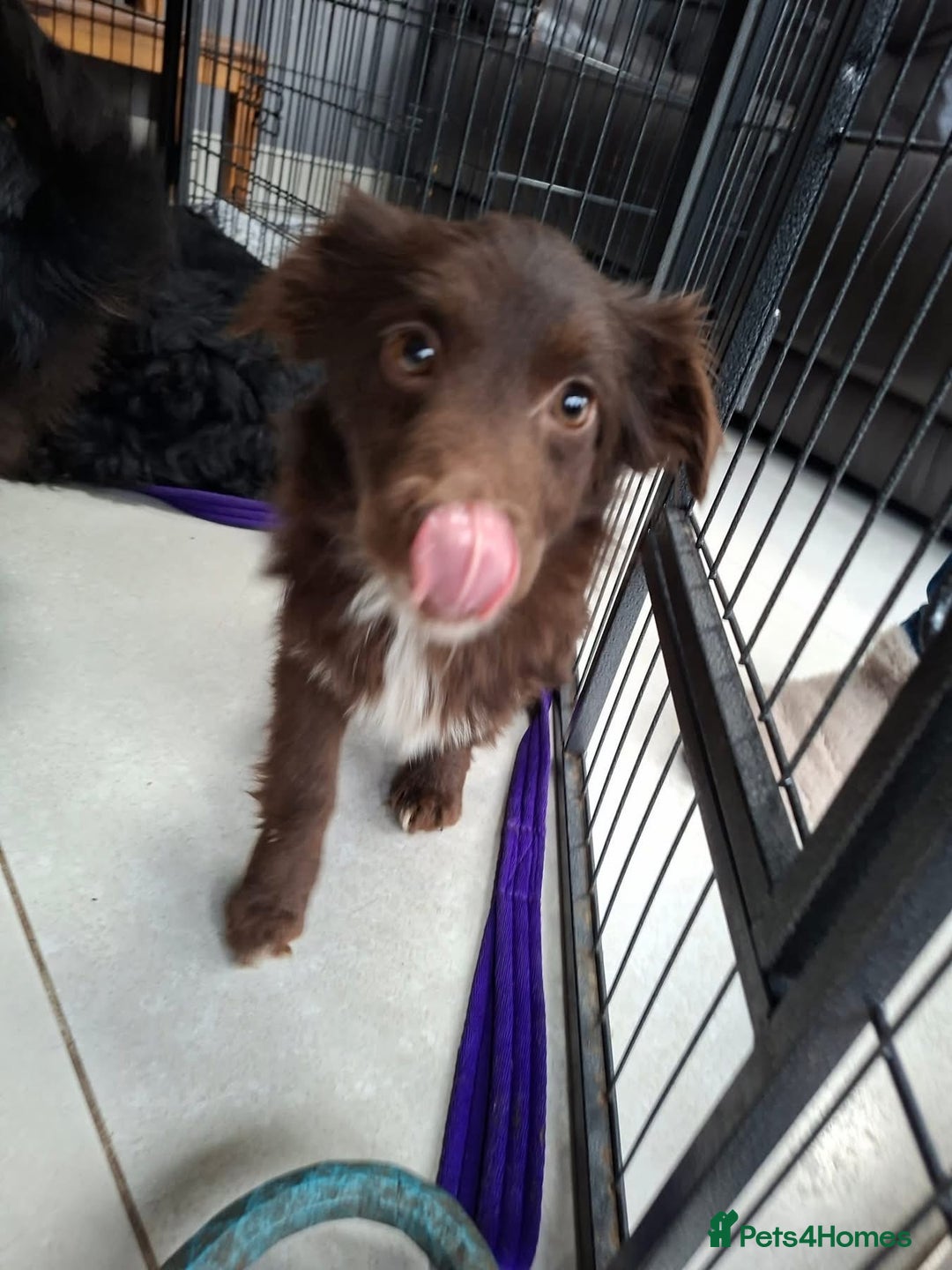 Mixed Breed dogs for adoption: Bear - North Walsham Norfolk  - Advert 11