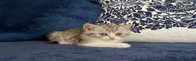 Silver tabby male