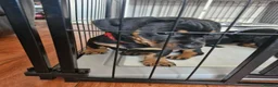 Dachshund dogs for sale: READY TO LEAVE 1 Dachsund Puppy (1 Girl) - Advert 3