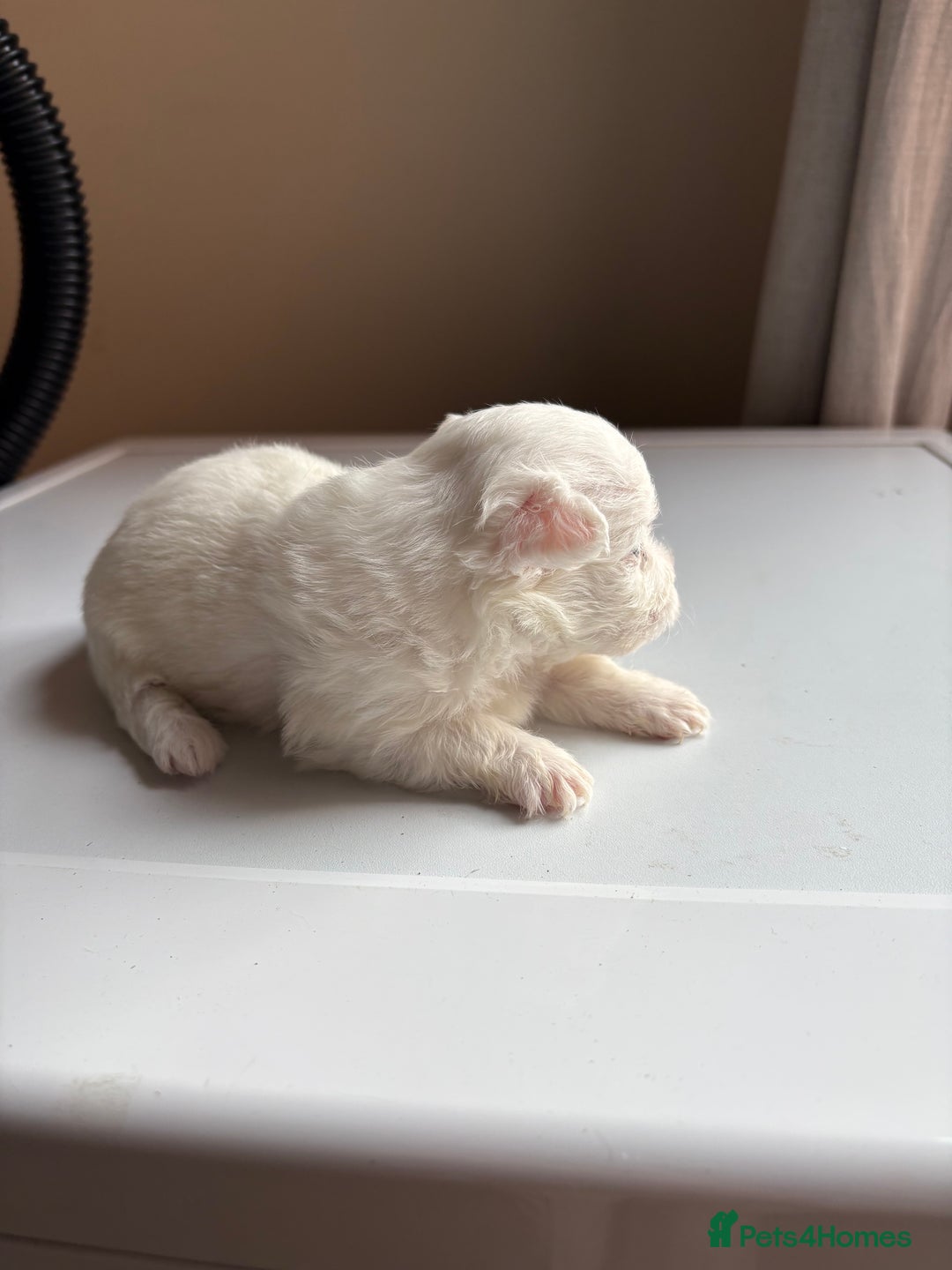Mixed Breed dogs for sale: Pomeranian × Poodle × Chihuahua Puppies  - Image 10