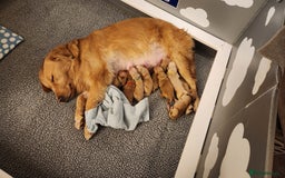Golden Retriever dogs for sale: Golden retriever pups 5 girls and 4 boy available - Image 2