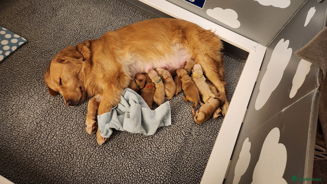 Golden Retriever dogs for sale: Golden retriever pups 5 girls and 4 boy available - Image 2