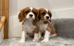 Cavalier King Charles Spaniel dogs for sale: Cavalier puppies  - Image 1