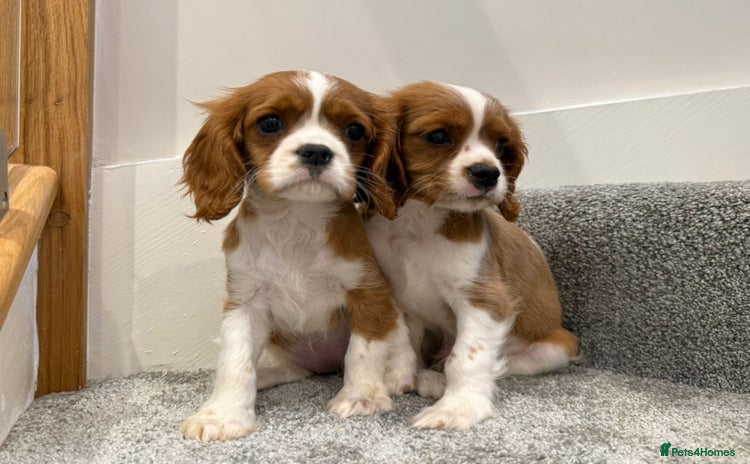 Cavalier King Charles Spaniel dogs - Advert 4