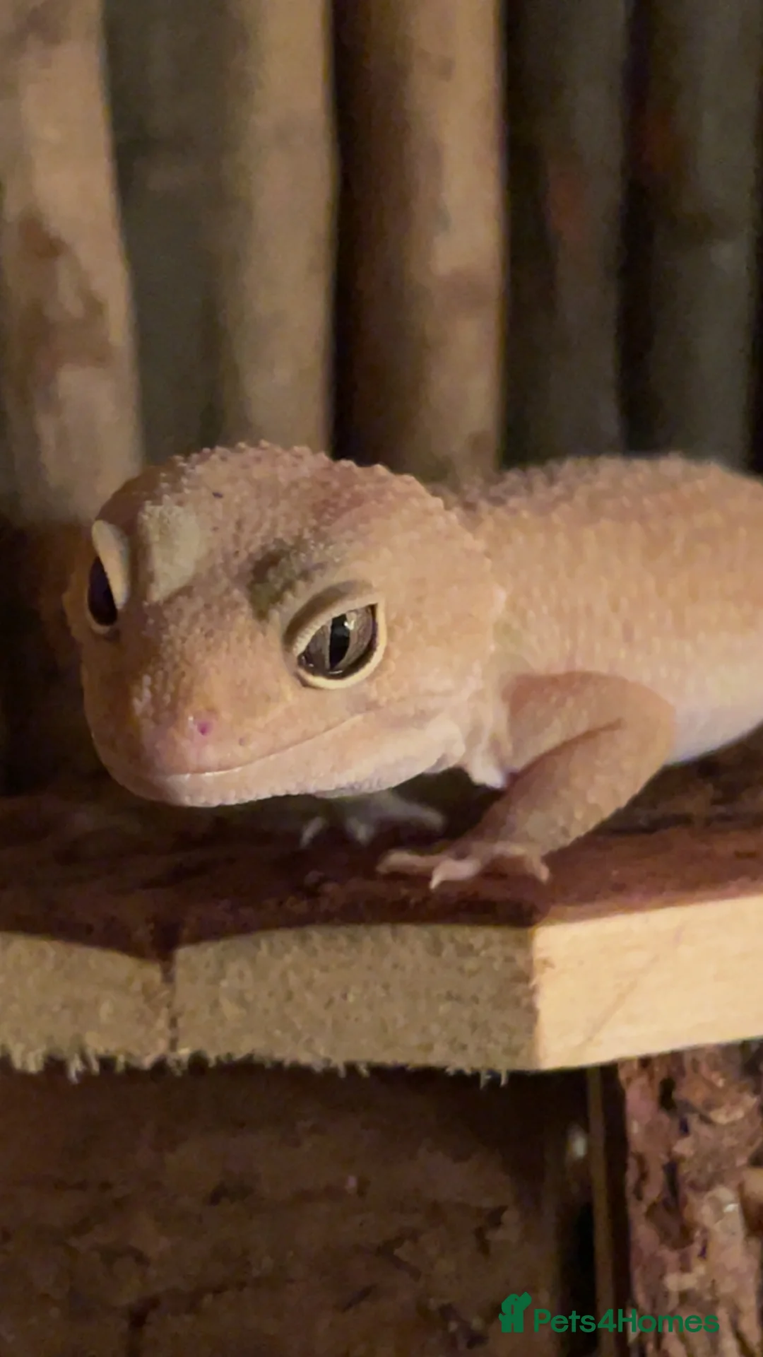 Leopard Gecko reptiles for sale: Male Leopard Gecko & Setup - Advert 11