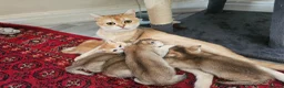 British Shorthair cats for sale: British golden kitten - Advert 2