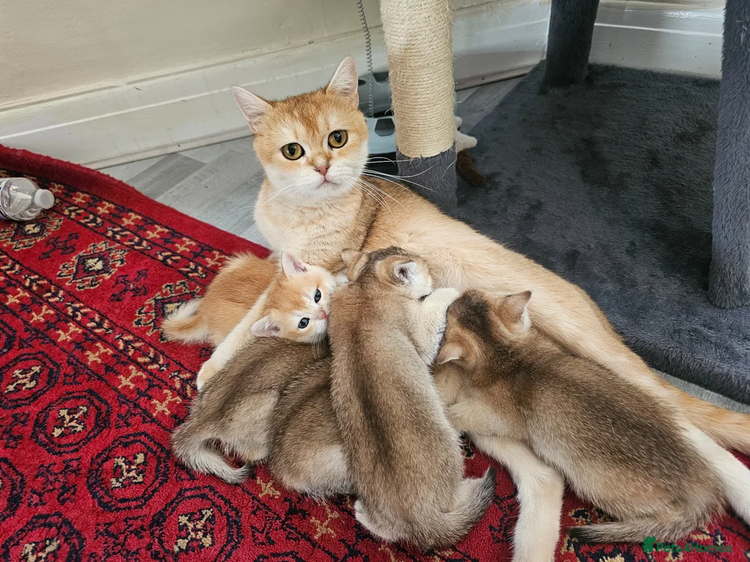 British Shorthair cats for sale: British golden kitten - Advert 2