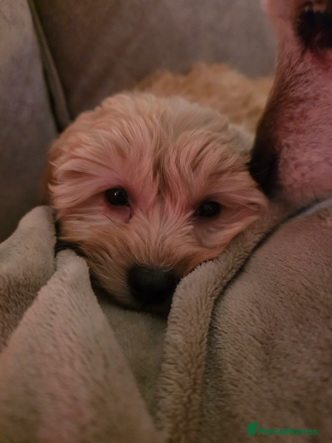 Cavapoo dogs for sale: Gorgeous 12 week old Cavapoo, Lola💗 - Advert 5