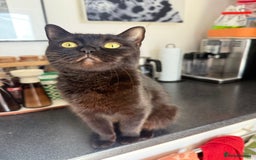 British Shorthair cats for sale: Ready to go - 2 sweet little BSH kittens - Image 2