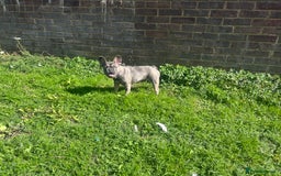 French Bulldog dogs for sale: Bulldog French Blue - Image 3