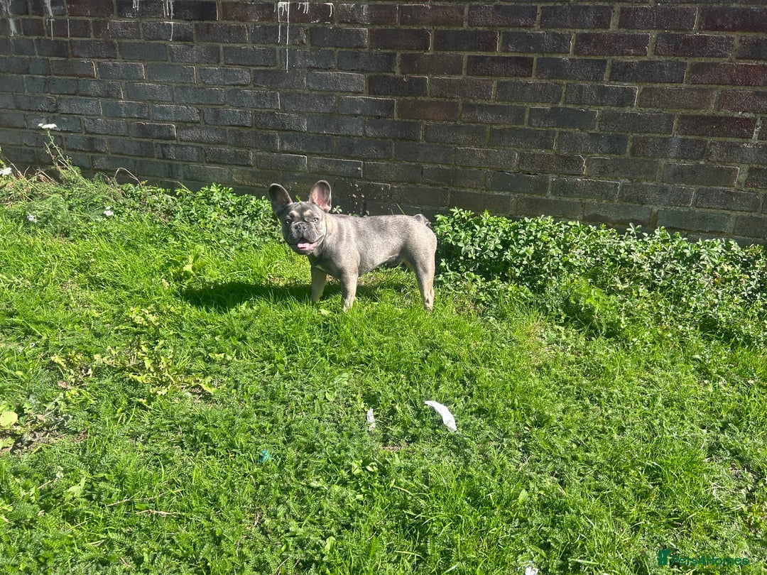 French Bulldog dogs for sale: Bulldog French Blue - Image 3