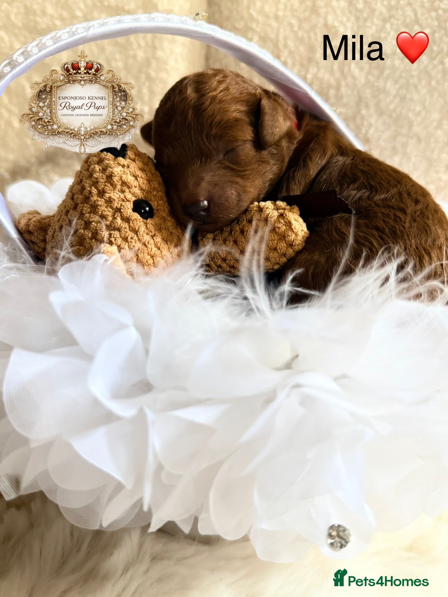 Toy Poodle dogs 🤎👑 ESPONJOSO Royal Half Asian Toy Poodles 👑🤎 - Advert 1