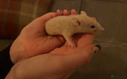Rat rodents for sale: Baby rats  - Image 1