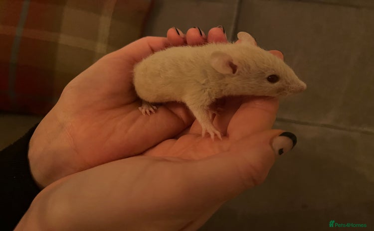 Rat rodents - Advert 3