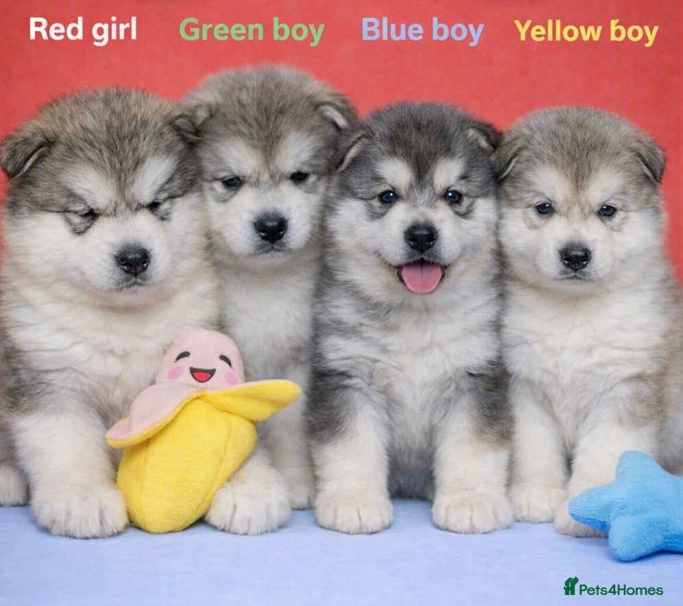Alaskan Malamute dogs KC registered champion bloodline Malamute puppies  - Advert 1