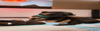 Male - Teal Collar