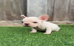 French Bulldog dogs for sale: Beautiful pups- Ready to leave 🏡 - Image 6