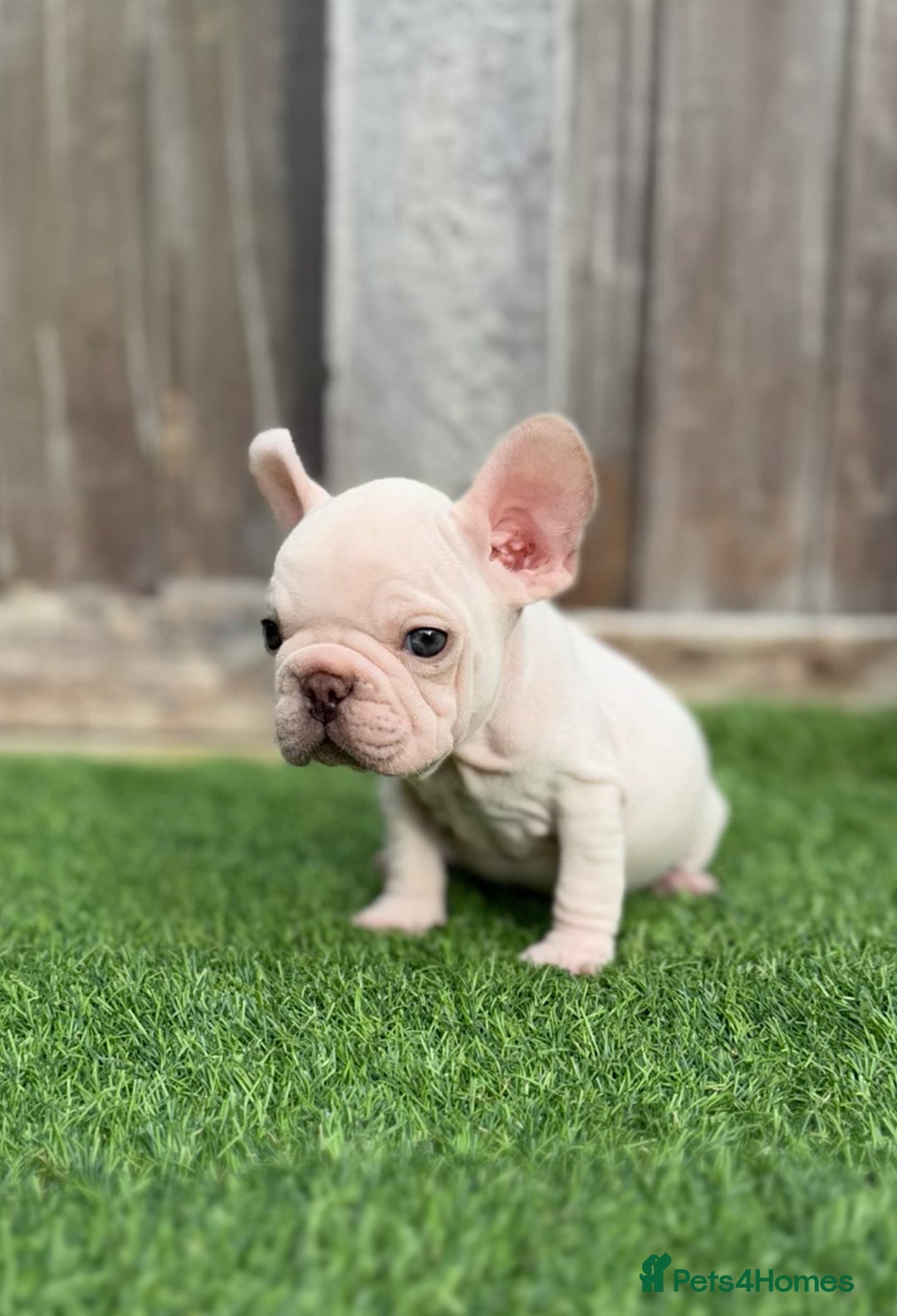 French Bulldog dogs for sale: Beautiful pups- Ready to leave 🏡 - Image 6