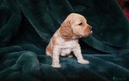 Mixed Breed dogs for sale: Schnockerpoo puppies - Advert 10