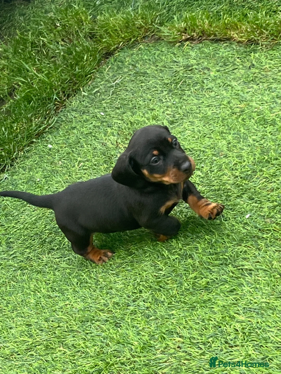 Miniature Dachshund dogs for sale: Mini dachshund boy in Coventry - Advert 19