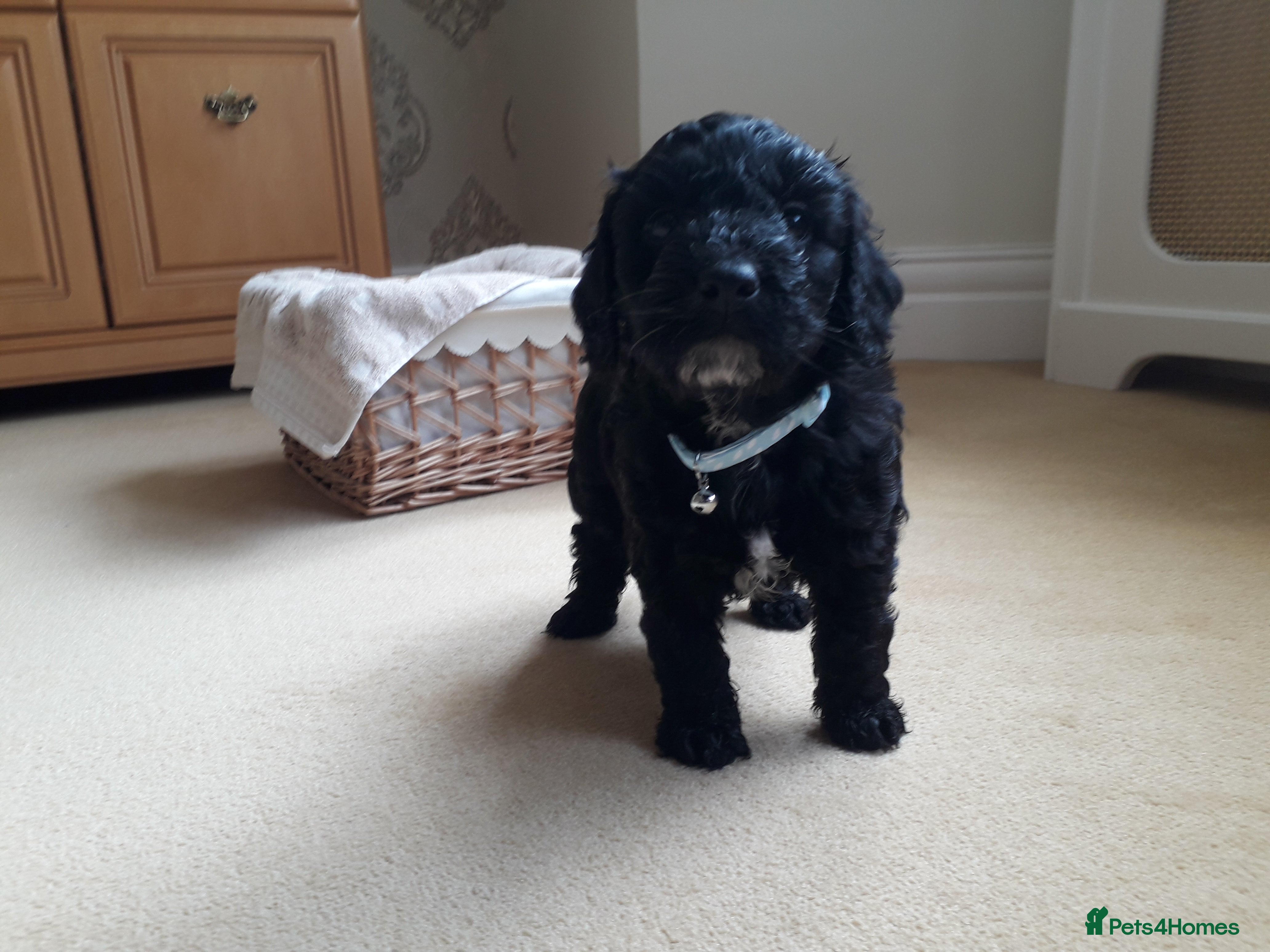 Cockapoo dogs Cockerpoo puppies. F1. 5 boy 2 girls lemon /black  - Advert 2