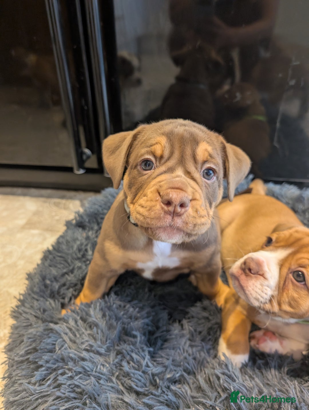 Olde English Bulldogge dogs for sale: READY NEXT WEEK! - OEB Puppies NEBBR ✅ 3rd Gen - Image 8