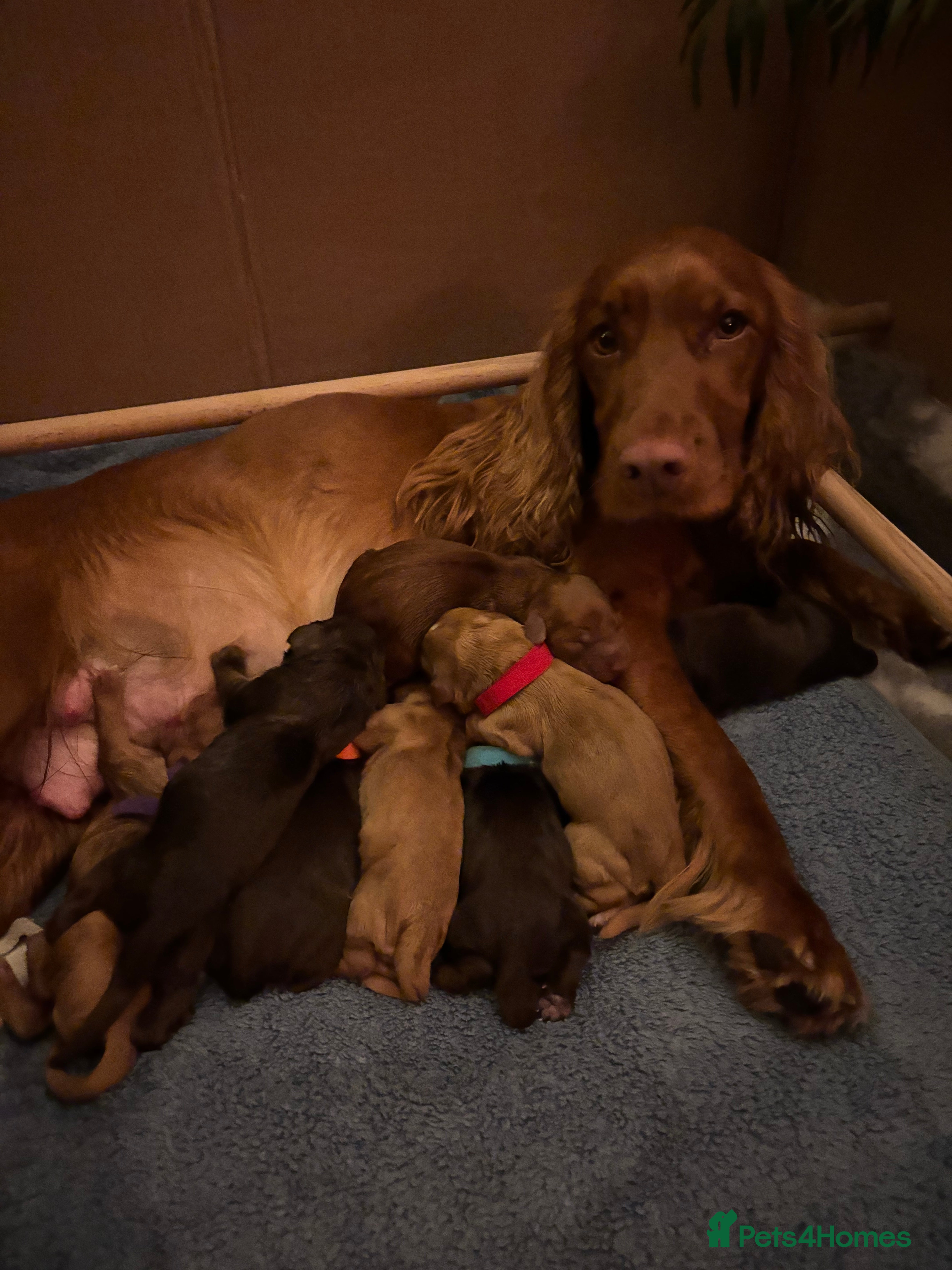 Cocker Spaniel dogs Cocker spaniel - Advert 5