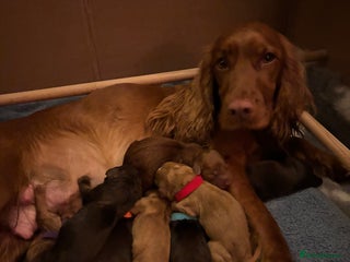 Cocker Spaniel dogs Cocker spaniel - Advert 5