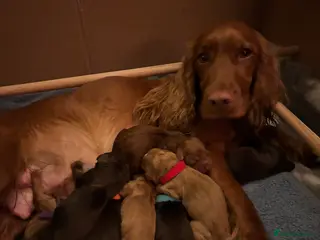 Cocker Spaniel dogs Cocker spaniel - Advert 9