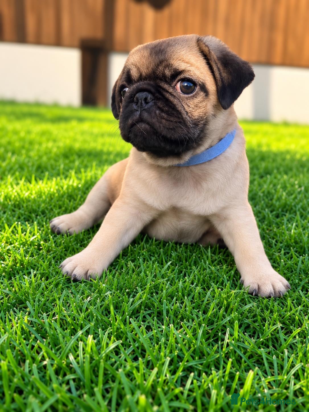 Pug dogs Ready for their new homes. Sale❤️Pug Puppies🥰 - Advert 2