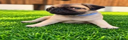 Pug dogs for sale: Only one girl left. Sale❤️Pug Puppies🥰 - Advert 7