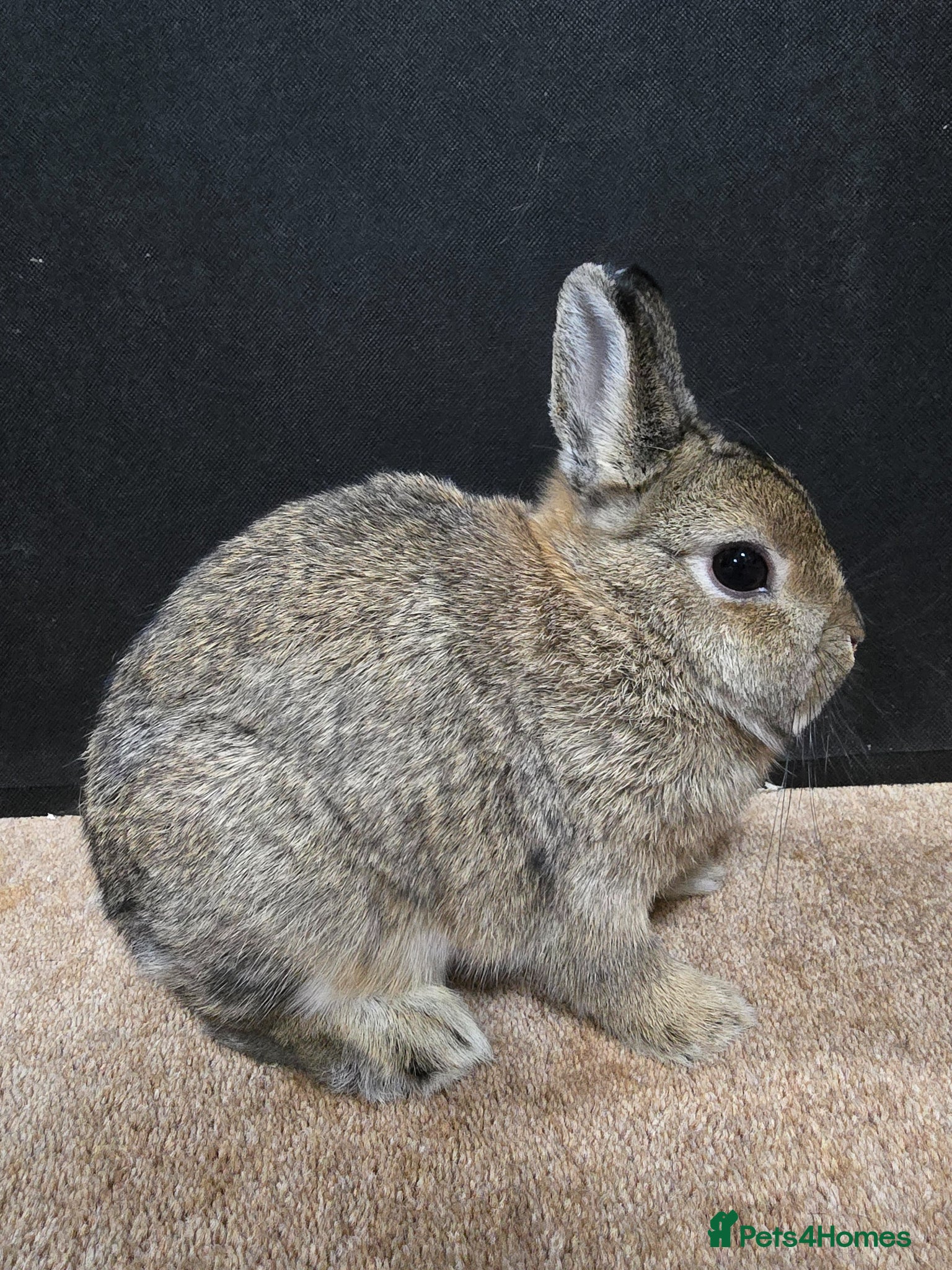 Netherland Dwarf rabbits for sale: Under 5 Agouti Netherland Dwarf in Doncaster - Advert 5