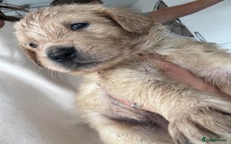 Golden Retriever dogs for sale: Golden retriever X Goldador puppies - Image 17