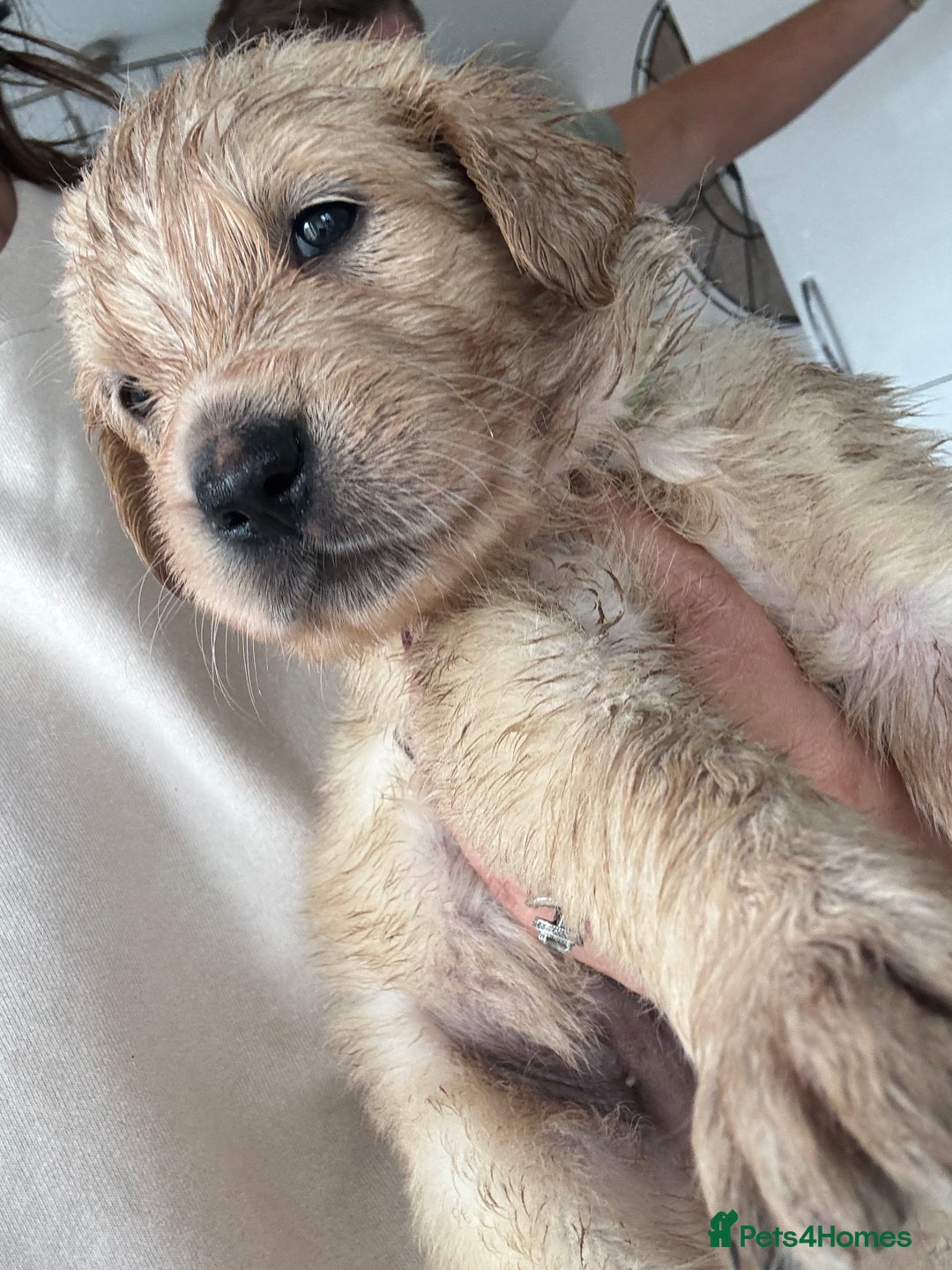 Golden Retriever dogs for sale: Golden retriever X Goldador puppies - Image 17