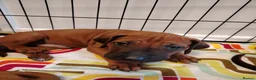 Rhodesian Ridgeback dogs for sale: Beautiful Rhodesian Ridgeback puppies-Family pet - Advert 29